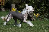 CHIEN NU CHINOIS 069